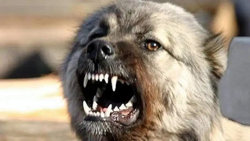 Батыс &#1178;аза&#1179;станда &#1179;&#1201;тыр&#1171;ан ит адам&#1171;а шапты   