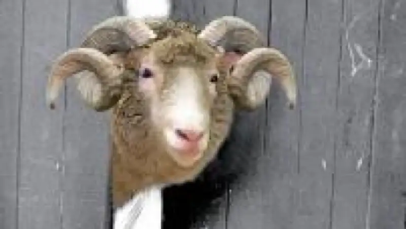 В одном из поселков вблизи Астаны хозяйский дом охраняет сторожевой баран