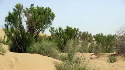 Расфокус, фото - Новости Zakon.kz от 30.04.2018 21:03