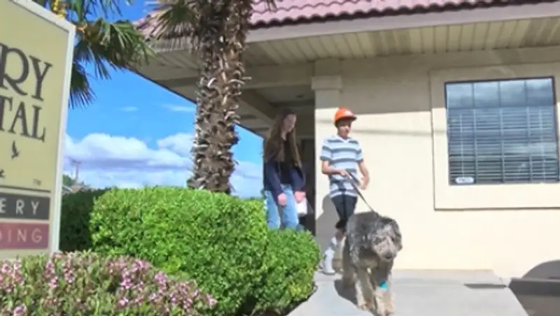 В США пес выжил после падения с 90-метрового утеса