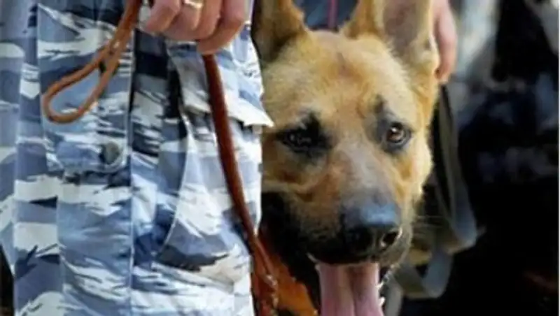 Через казахстанско-кыргызскую границу пытались провезти марихуану в емкости с медом