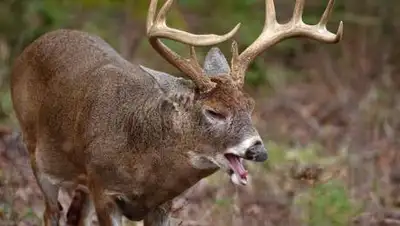 SnowBrains, фото - Новости Zakon.kz от 26.11.2020 13:16