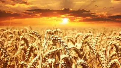 pexels.com, фото - Новости Zakon.kz от 02.03.2021 16:13