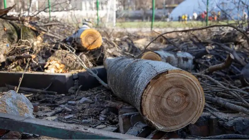Упавшее дерево , фото - Новости Zakon.kz от 30.03.2022 18:54