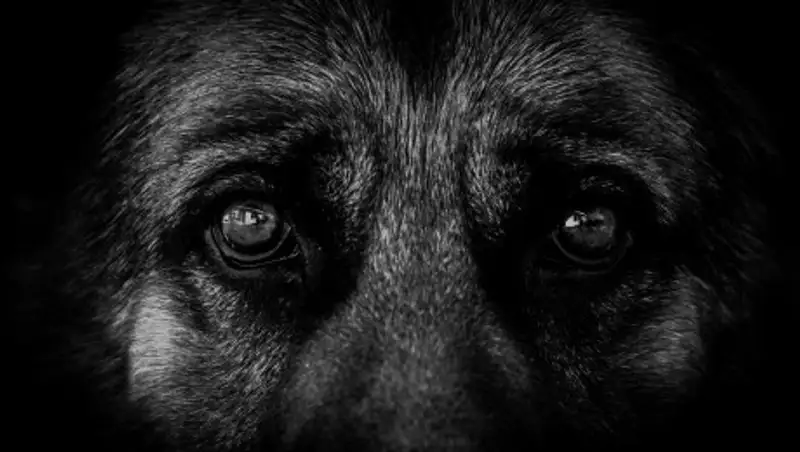 Изуродованную живодерами собаку перевели в новую клинику