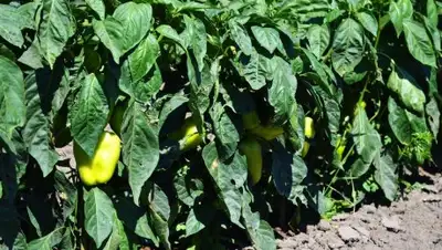 Самат Мырзалиев, фото - Новости Zakon.kz от 29.05.2018 13:24