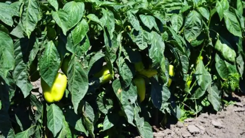 Дехкане Мактааральского района ЮКО экспортируют баклажаны и болгарский перец