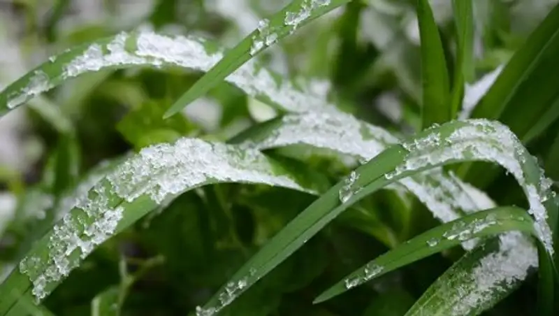 На юге Казахстана ожидаются заморозки до 2 градусов