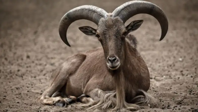 Убившего горного архара жамбылца задержали