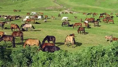 agroinfo.kz, фото - Новости Zakon.kz от 20.12.2017 14:21