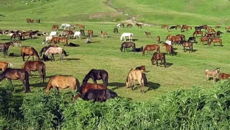 Закон о пастбищах станет формальностью, если не принять меры – эксперты