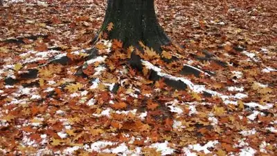 pixabay.com, фото - Новости Zakon.kz от 05.11.2021 18:06