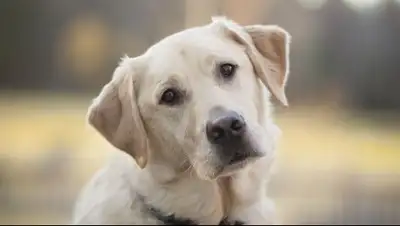 puppiesclub.com, фото - Новости Zakon.kz от 30.12.2017 00:00