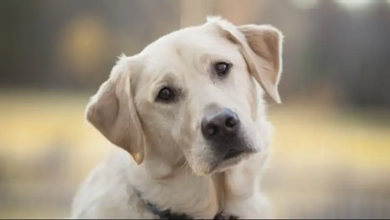 Алматинский пес стал героем уходящего года