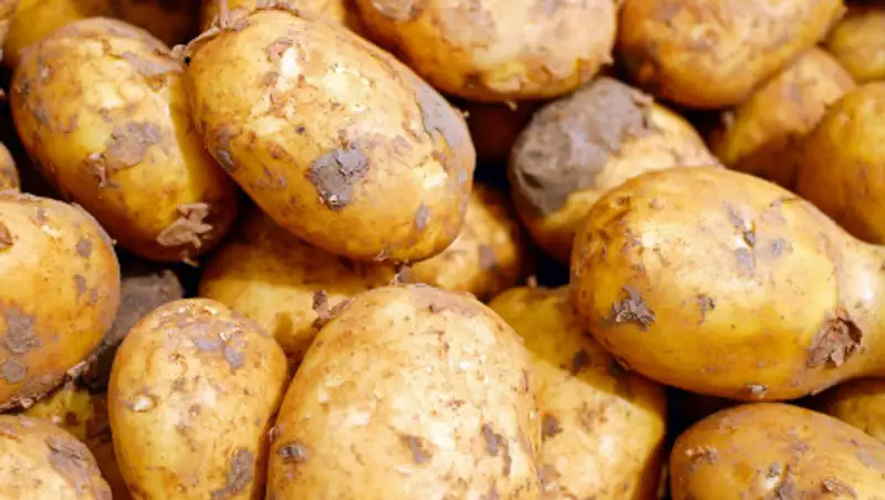 100 тонн гниющего картофеля нашли у трассы в Костанайской области