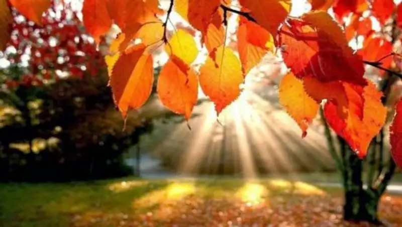 Погоду без осадков прогнозируют синоптики