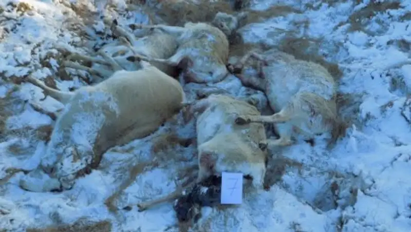 Семь инспекторов заповедника задержаны за браконьерство