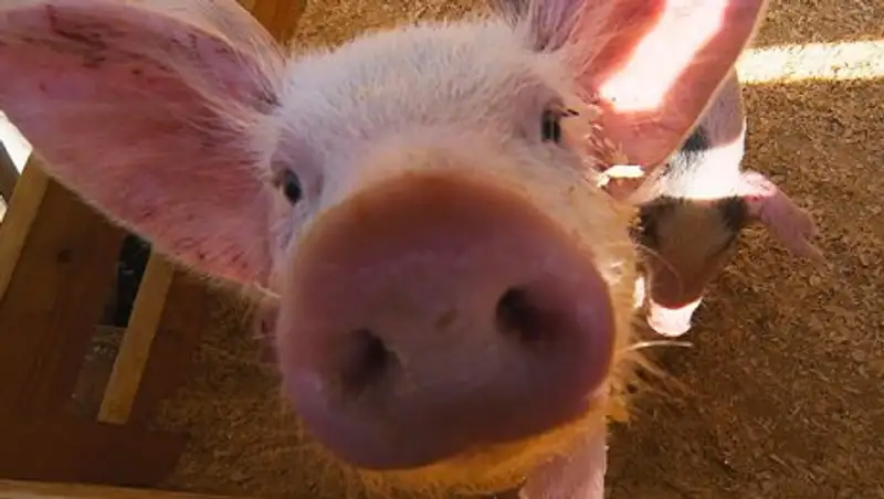 В Великобритании выпавший из грузовика поросенок устроил хаос на дороге