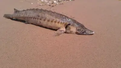 pixabay.com/, фото - Новости Zakon.kz от 29.01.2019 16:44