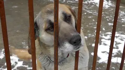 YouTube, фото - Новости Zakon.kz от 04.12.2017 22:08