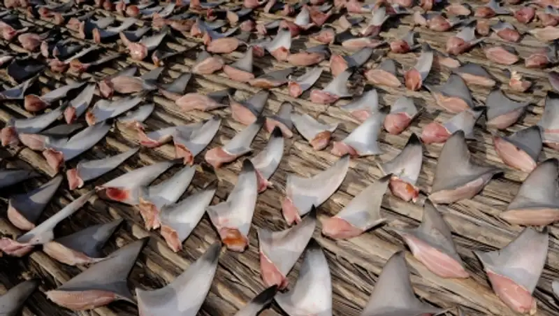 В Эквадоре конфисковано 200 тыс. акульих плавников