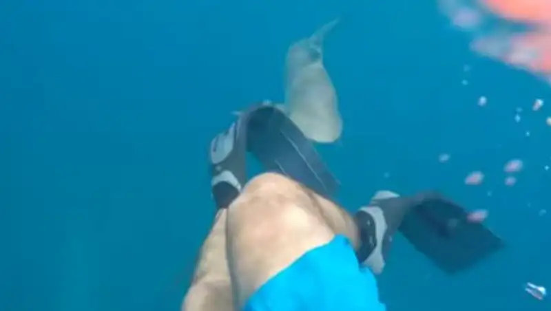 Американец снял на видео нападение акулы на него