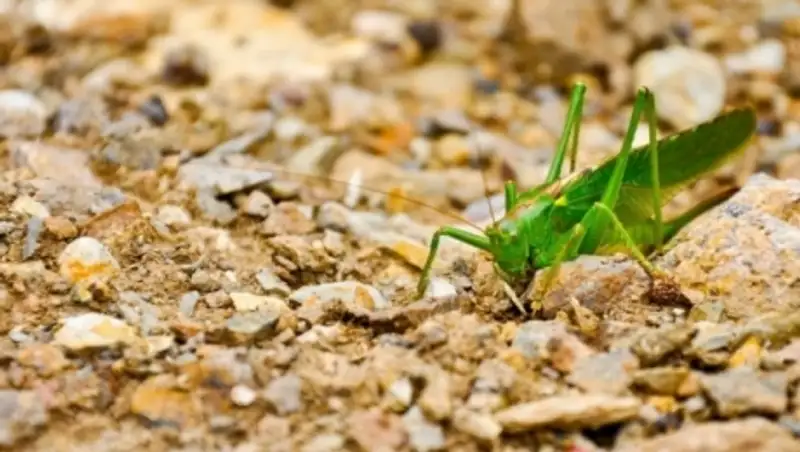 В Костанайской области на борьбу с саранчой выделили 1,4 млрд тенге