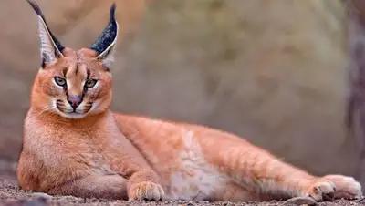 Zakon.kz, фото - Новости Zakon.kz от 22.02.2016 17:12