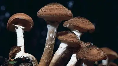 Zakon.kz, фото - Новости Zakon.kz от 02.08.2017 16:23