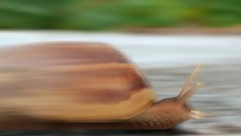 Гонки улиток отменили из-за сонливости участников