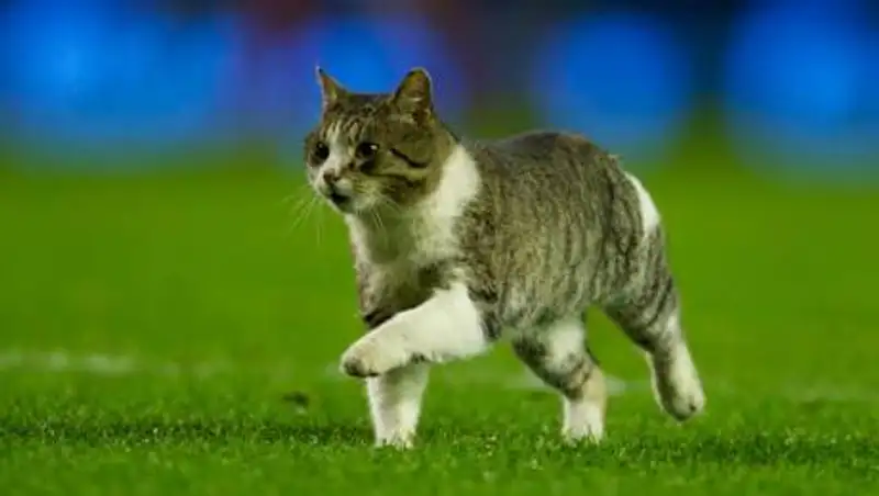 Флоридские фанаты спасли кота, сорвавшегося с трибуны стадиона