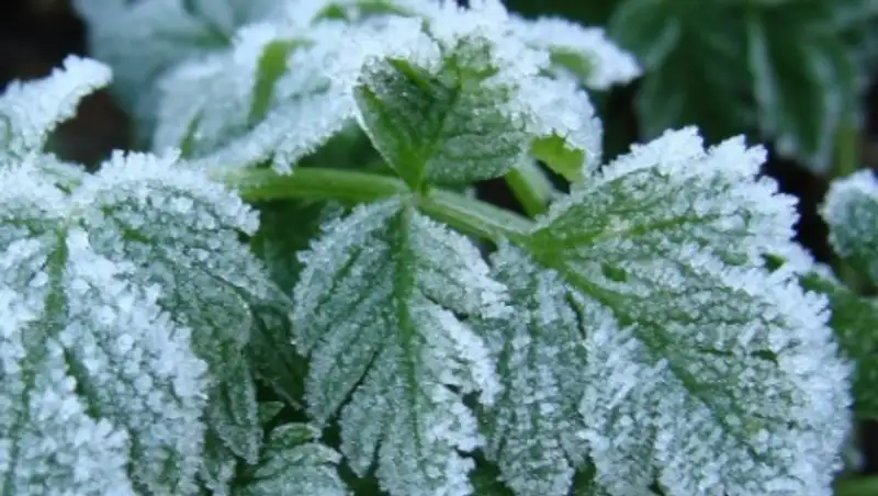 Жителям Восточного Казахстана пообещали заморозки