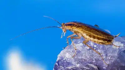 тараканы в доме, исследование, сша  , фото - Новости Zakon.kz от 14.06.2022 15:47