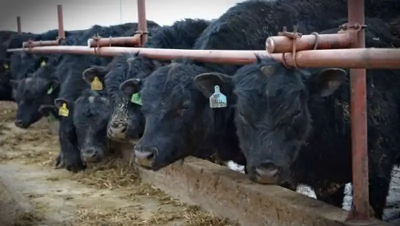 Павлодарским крестьянам презентовали программу поддержки мясного животноводства