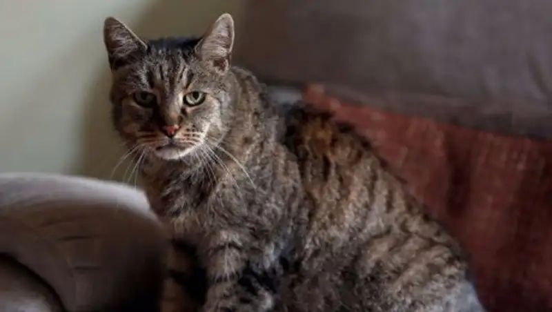 В Британии в возрасте 32 лет умер самый старый кот планеты