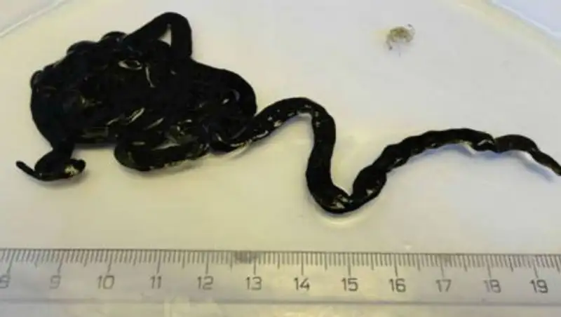 У самого длинного животного на Земле обнаружен перспективный нервно-паралитический яд