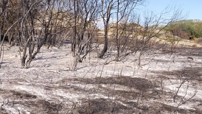 лес горит ВКО , фото - Новости Zakon.kz от 08.08.2022 13:21