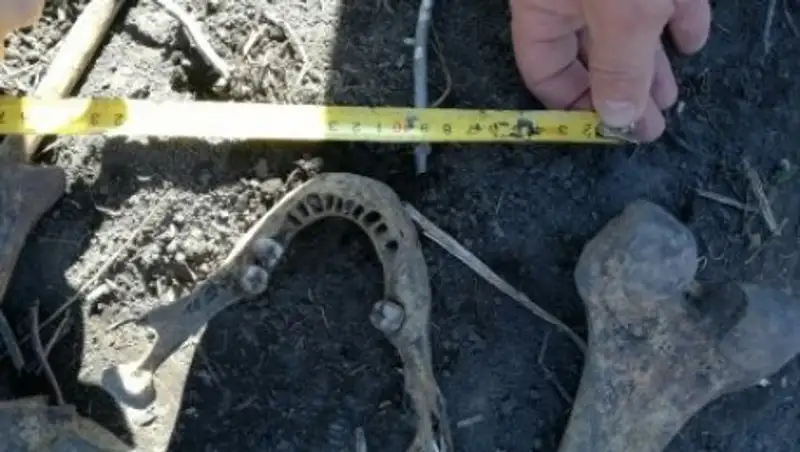 Мужчина нашёл останки бывшего мужа своей жены, копая картошку в огороде