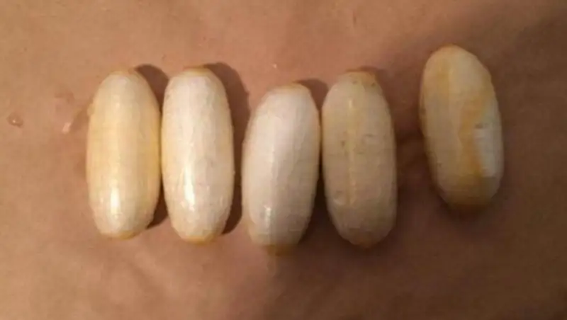 42 капсулы с кокаином перевозил в кишечнике казахстанец