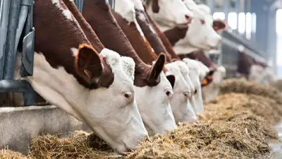 рост продукция развитие , фото - Новости Zakon.kz от 23.11.2021 16:11