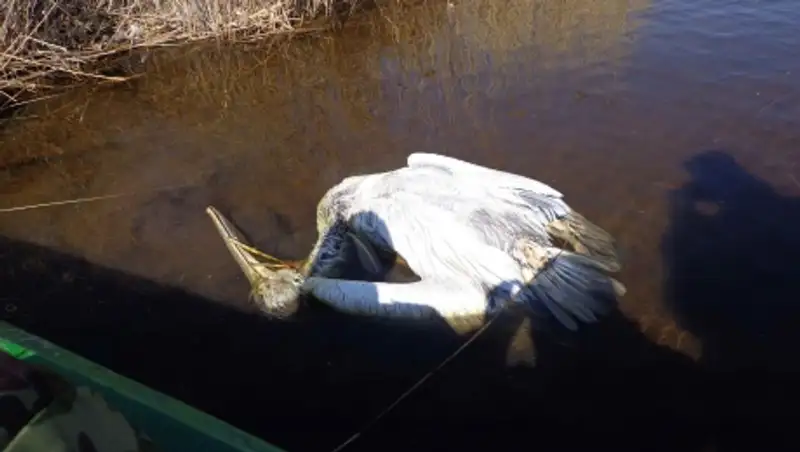 Причиной массовой гибели кудрявых пеликанов в Атырауской области мог стать птичий грипп