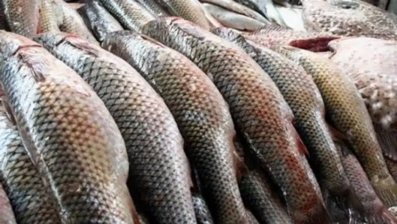 Производство свежей и мороженой рыбы выросло на 5% в РК
