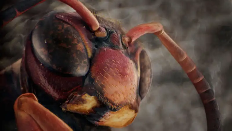 Удивительные портреты насекомых