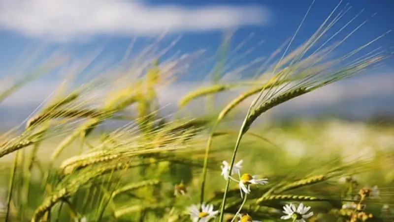 В Казахстане сохраняется неустойчивая погода, местами пройдут дожди, возможен град