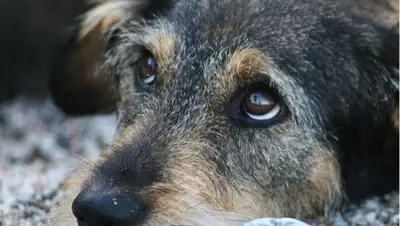 cheltv.ru, фото - Новости Zakon.kz от 30.09.2020 08:56