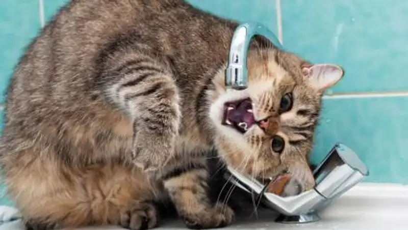 Дома в трех районах Алматы отключат от холодной воды на день