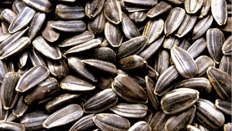 Названы полезные свойства семечек