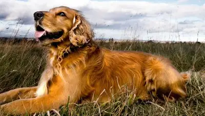 .amur.info, фото - Новости Zakon.kz от 29.07.2018 09:40