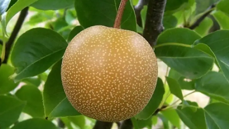 Грушевый сок назвали средством от похмелья