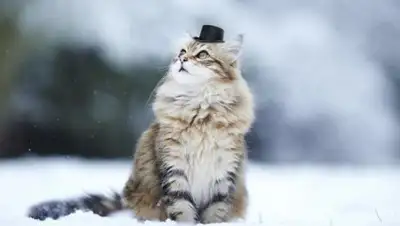 Zakon.kz, фото - Новости Zakon.kz от 29.01.2017 12:00